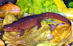 Hong Kong newt