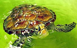 Juvenile turtle returns to sea