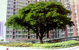 Albizia julibrissin in Sau Mau Ping Estate 