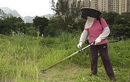 cut grass