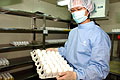 Egg inoculation