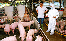 Inspection of pig farms