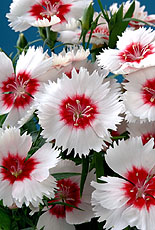Dianthus