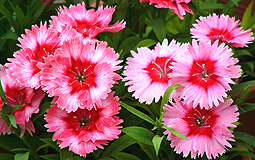 Dianthus