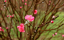 青衣公園桃花園