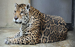 Female jaguar Siu Fa 