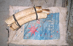 ivory tusk