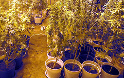 Cannabis buds