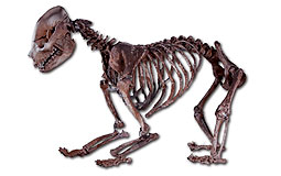 飛龍在天 --- 中國恐龍與古生物展