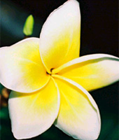 Frangipani
