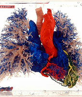 「人體解構」展覽