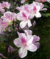 杜鵑花
