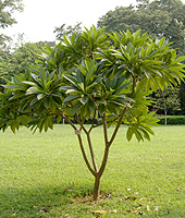 frangipani