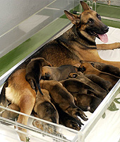 瑪連萊警犬一胎誕14小狗