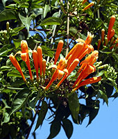 Fire-cracker Vine