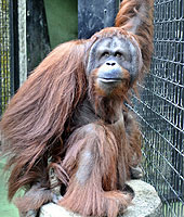 雄性婆羅洲猩猩Vandu