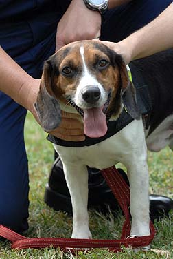 首隻在香港部隊中緝毒的小獵兔犬Beagle