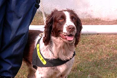 2007年傑出動物大獎得主緝毒犬Jacky