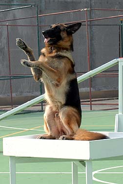 警衞犬向觀眾敬禮