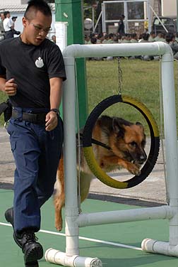 警衞犬Tina示範日常訓練