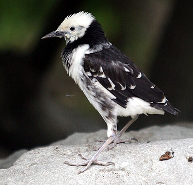 Birds in urban parks - Black-collared Starling