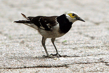 Birds in urban parks - Black-collared Starling