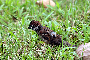 Birds in urban parks - Tree Sparrow
