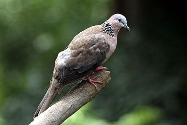 Birds in urban parks - Spotted Dove