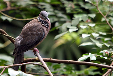 Birds in urban parks - Spotted Dove