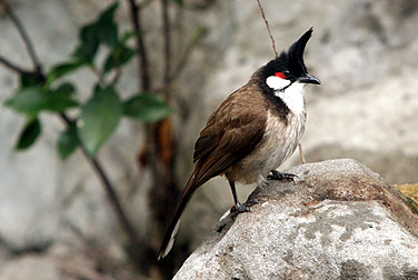 Birds in urban parks - Red-whiskered Bulbul
