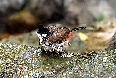 Birds in urban parks - Red-whiskered Bulbul
