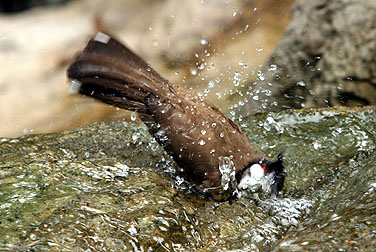 Birds in urban parks - Red-whiskered Bulbul