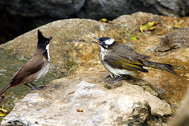 Birds in urban parks - Red-whiskered Bulbul & Chinese Bulbul
