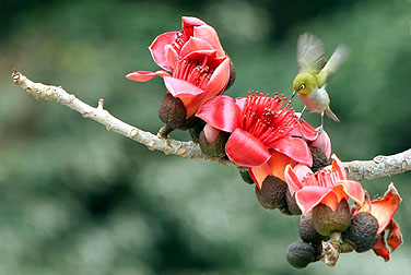 Birds in urban parks - Japanese White-eye
