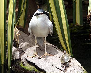 Birds in urban parks - Black-crowned Night Heron