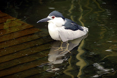 Birds in urban parks - Black-crowned Night Heron