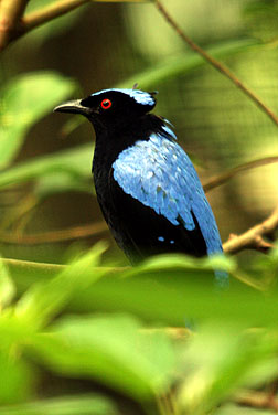 Birds in urban parks - Asian Fairy Bluebird
