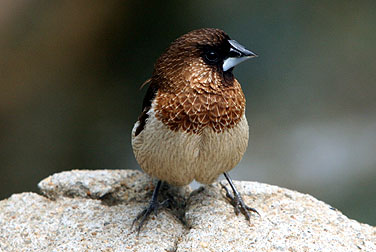 Birds in urban parks - White-rumped Munia