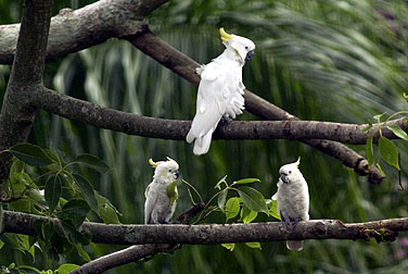 Birds in urban parks - Yellow-crested Cockatoo
