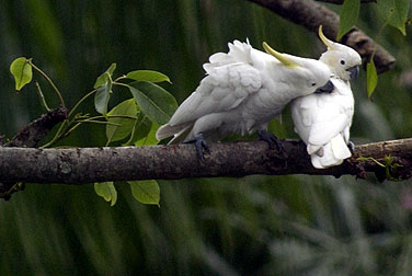 Birds in urban parks - Yellow-crested Cockatoo