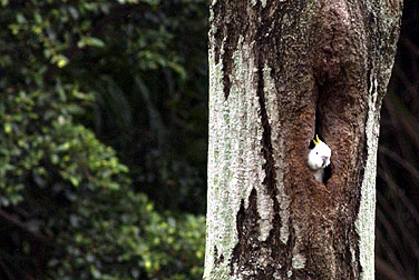 Birds in urban parks - Yellow-crested Cockatoo