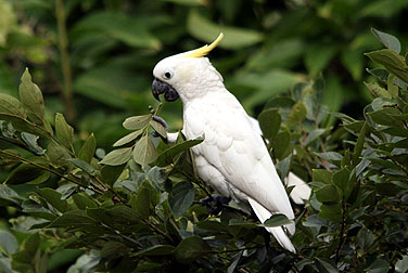 Birds in urban parks - Yellow-crested Cockatoo