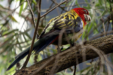 Birds in urban parks 