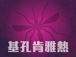 基孔肯雅熱
