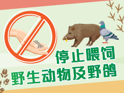 停止喂饲野生动物及野鸽