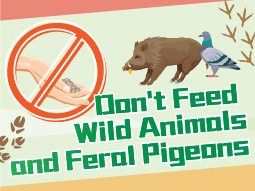 Don't Feed Wild Animals and Feral Pigeons